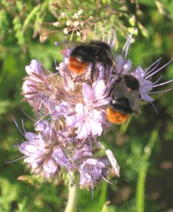 Mehr über den Artikel erfahren Drei naturnahe Gärten in Heidenrod wurden prämiert